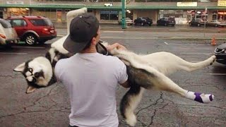 Huskies being dramatic for 10 minutes  FUNNIEST Animals Video [upl. by Putnam]