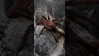 The Indian Violet Earth Tiger tarantula spider feeding Chilobrachys fimbriatus shorts [upl. by Kathryn]