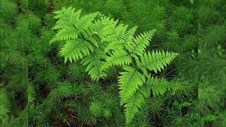 Bracken  Pteridium aquilinum Identification and characteristics [upl. by Enaid760]