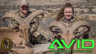 2019 BARBARY SHEEP Hunt New Mexico Aoudad [upl. by Holmun]