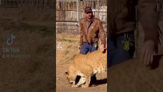 JOE EXOTIC THE TIGER KING 👑 GETS DRAGGED THROUGH TIGER ARENA AFTER DISSING DONALD TRUMP PT 1 [upl. by Pittman401]