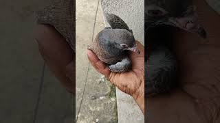 🐦‍🔥 நம்ம Farmல Chicks 🐣🐥updates 💯shorts 🙂‍↔️vpjbirdsfarm [upl. by Ensoll]