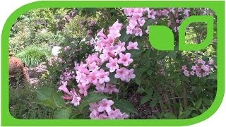 Weigela floridus Bristol Ruby [upl. by Eerehc]