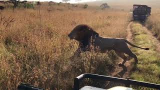 Buffalo chasing lion at Nambiti Private Game Reserve [upl. by Soinski658]