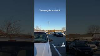 Return Of The Seagulls [upl. by Capps]