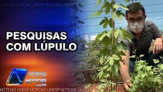 Lúpulo a planta da Cerveja Pesquisadores investigam aplicações e manejo do lúpulo no Brasil [upl. by Sumaes762]