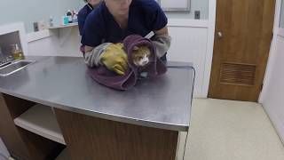 VET VISIT GONE WRONG Cat Attacks Veterinarian [upl. by Zilevi]