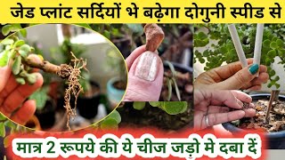 5 बातें  ठंड मे जेड की ग्रोथ को तेजी से बढ़ायेगा  मिनटो मे लगेगी जेड की कटिंग  Jade Plant Care [upl. by Olram426]