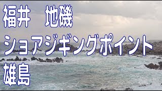 福井県 雄島 ショアジグング ヒラマサ・シーバス [upl. by Aled]