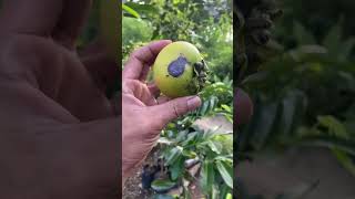 BLACKSAPOTE ATAU SAWO HITAM MEKSIKO shortvideo [upl. by Ahsikyt]