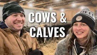 Ep 16  Winter Calving [upl. by Calvina552]