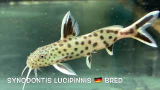 Synodontis lucipinnis 🇩🇪 bred [upl. by Gittle]