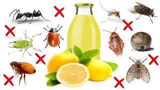 Lemons Secret Power to Eliminate Pests  ANTS MOTHS FLEAS APHIDS LEAF BEETLES TICKS MOSQUITO [upl. by Llennod]