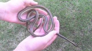 Painted Bronzeback Snake [upl. by Faith300]