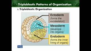 Triploblastic Organization  Animal Diversity Invertebrates Theory  ZOO512TTopic007 [upl. by Airdnola]