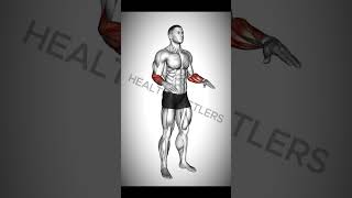 3 Exercise for Bigger Forearms workout shorts forearmworkout [upl. by Yendahc921]