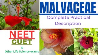 PLANT MORPHOLOGY malvaceae floweringplants neet neetbiology ncert chinarose medical [upl. by Hennebery]