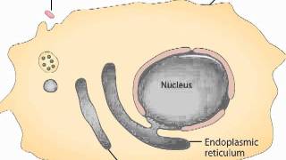 Phagocytosis [upl. by Salbu]