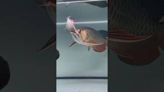 ⚠️ Arowana Eat Piranha Fish 🐉🐟 arowana ytshorts shorts [upl. by Fernandez]