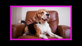 Beagle Erziehung des süßen Jagdhunds [upl. by Eirrab837]