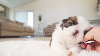 Cute Alert  Shih Tzu Puppy [upl. by Nika496]