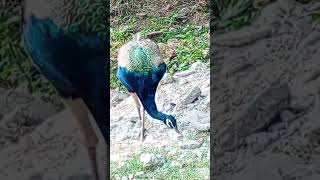 beautiful peacock 🦚eating birdbirdlovers [upl. by Asirap277]