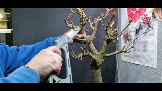 horse chestnut bonsai in for a branch chop [upl. by Elwood]