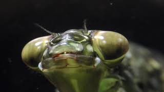 Dragonfly Nymph hunts daphnia Libellenlarve jagt Wasserflöhe [upl. by Anitnas]