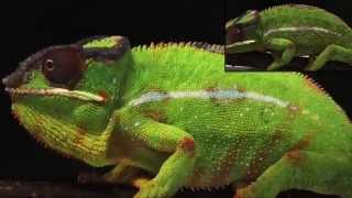 How Chameleons Really Change Color [upl. by Yatnuahc]