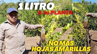 1 Litro a tu Limonero y dejara de tener hojas amarillas  Clorosis en cítricos  Falta de Hierro [upl. by Yoong]