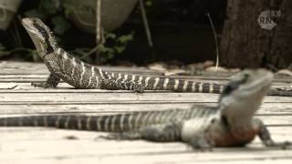 Eastern water dragons in suburbia HD Off Track ABC RN [upl. by Nanreh706]