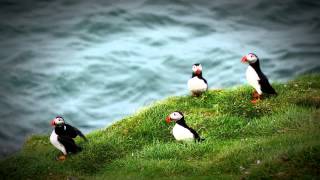 Puffins on Fidra Island [upl. by Aneeuqal136]