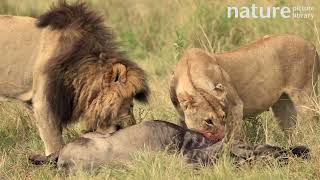 Lion male and female feeding on Blue wildebeest kill during the great migration Kenya [upl. by Zel]