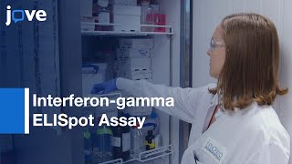 Interferongamma ELISpot Assay to Measure T Cell Responses  Protocol Preview [upl. by Burrton]