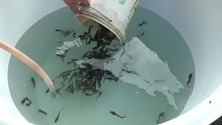 Starting a catfish Clarias batrachus farm  home 200 fish in a 500 liter tank with 2 week update [upl. by Yeslehc]