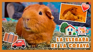 🏠 LLEGADA DE LA COBAYA A CASA 🐹 ¿Qué hacer para que se ADAPTE pierda el MIEDO y gane CONFIANZA [upl. by Orfield]