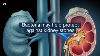 How Lactobacillus acidophilus might protect against kidney stones [upl. by Clerissa]