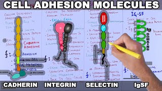 Cell Adhesion Molecules  Structure and Types [upl. by Annayram]