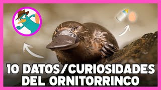 ORNITORRINCO  10 Datos y Curiosidades del Increíble Mamífero 🤯🥚 [upl. by Desmund]