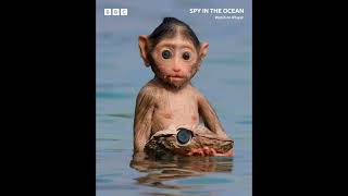 SPY IN OCEAN  TRAILER Narrated by David Tennant [upl. by Ha663]