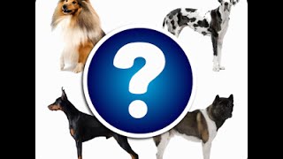 مسابقة انواع الكلاب  DOG BREEDS QUIZ [upl. by Sieber]