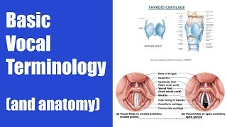 Basic Vocal Terminology Singing Terms [upl. by Ayekal]