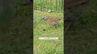 Dunnock Fledgling dunnock fledgling birds birdspecies [upl. by Chew]