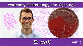 Escherichia coli Part 1  Veterinary Bacteriology and Mycology [upl. by Hgieliak]