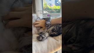 Why Maine Coon Cats are So Dangerous 🙀 catfacts mainecoon catsounds [upl. by Ronym]