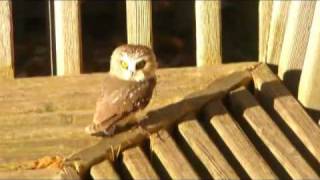 Saw Whet Owl [upl. by Abbotsun997]