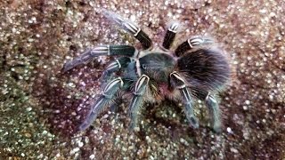 Aphonopelma seemani the Costa Rican Zebra [upl. by Wein578]