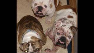 English Bulldog Rescue Stories Then And Now [upl. by Hasen]