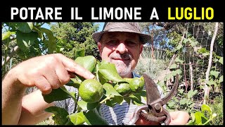 POTATURA DEL LIMONE DI LUGLIO [upl. by Eidur]