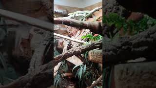 Reptile room tour Varanus macraei Varanus prasinus etc [upl. by Thea]